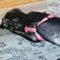 Millie (Hound mix)