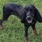 Millie (Hound mix)