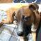 Flame (Shepherd mix)