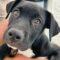 Fozzy (Shepherd mix)