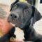 Fozzy (Shepherd mix)
