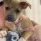 Deely (Terrier/Chi mix)
