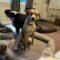 Samira (Retriever mix)