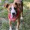 Poppy (Hound mix)
