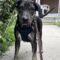 Addy (Lab/Beagle mix)