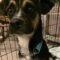 Sparky (Terrier mix)