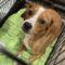Spencer (Terrier mix)