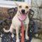 Daisy (Retriever mix)