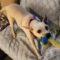 Daisy (Retriever mix)