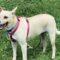 Daisy (Retriever mix)
