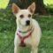 Daisy (Retriever mix)