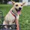 Daisy (Retriever mix)
