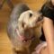 Caroline (Yorkie mix)