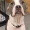 Tulip (Pit mix)