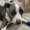 Tulip (Pit mix)