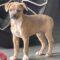 Deely (Terrier/Chi mix)