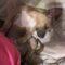 Deely (Terrier/Chi mix)
