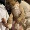Deely (Terrier/Chi mix)