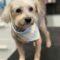 Caroline (Yorkie mix)