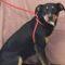 Tammy (Hound mix)