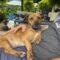 Frisbee (Terrier mix)