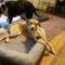 Samira (Retriever mix)