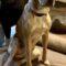 Samira (Retriever mix)