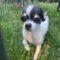 Rosie (Chihuahua)