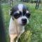 Rosie (Chihuahua)