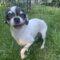 Rosie (Chihuahua)
