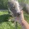 Nancy (Terrier mix)