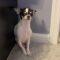 Rosie (Chihuahua)