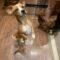 Spencer (Terrier mix)