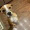 Spencer (Terrier mix)