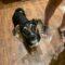 Sparky (Terrier mix)