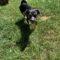 Sparky (Terrier mix)