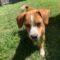 Spencer (Terrier mix)
