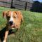 Spencer (Terrier mix)