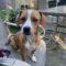 Spencer (Terrier mix)