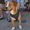Spencer (Terrier mix)