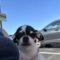 Rosie (Chihuahua)