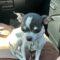 Rosie (Chihuahua)