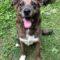 Arnie (Catahoula)
