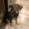 Reese (Rottie/Shep mix)