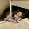 Arnie (Catahoula)