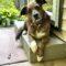 Arnie (Catahoula)