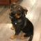 Reese (Rottie/Shep mix)