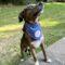 Arnie (Catahoula)