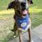 Arnie (Catahoula)