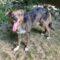Arnie (Catahoula)